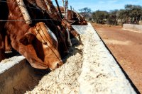 How grape pomace enhances cattle growth & sustainable impact